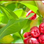 berries