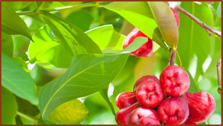 Waimānalo Wellness: Understanding Diabetes-Local Style!