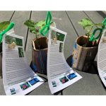 seedlings