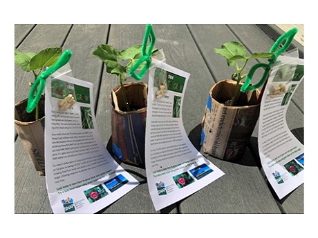 seedlings
