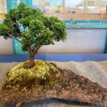 photo of bonsai tree
