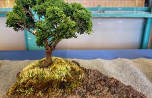 photo of bonsai tree
