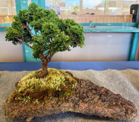 photo of bonsai tree
