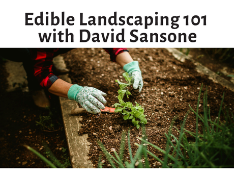 Text: Edible Landscaping 101 with David Sansone featuring a picture of two hands with gardening gloves planting edible plants with chives in the foreground.