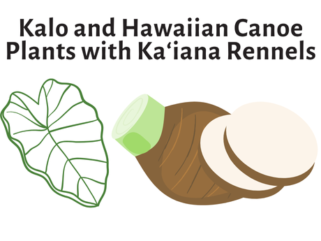 Text Kalo and Hawaiian Canoe Plants with Kaʻiana Rennels pictuing a kalo leaf and korm