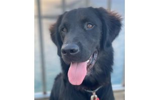 Therapy dog with black fur.