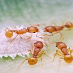 fire ants
