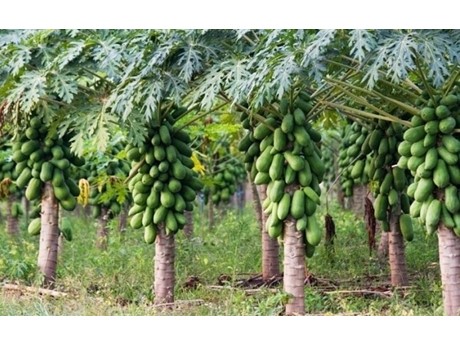 A grove of papaya trees