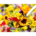 Edible Flowers