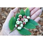 Katuk Sweetleaf Bush