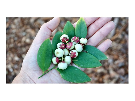 Katuk Sweetleaf Bush