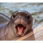 Hawaiian monk seal, open mouth, in water