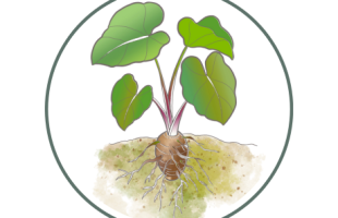 Kalo Plant