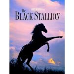 Black Stallion book cover