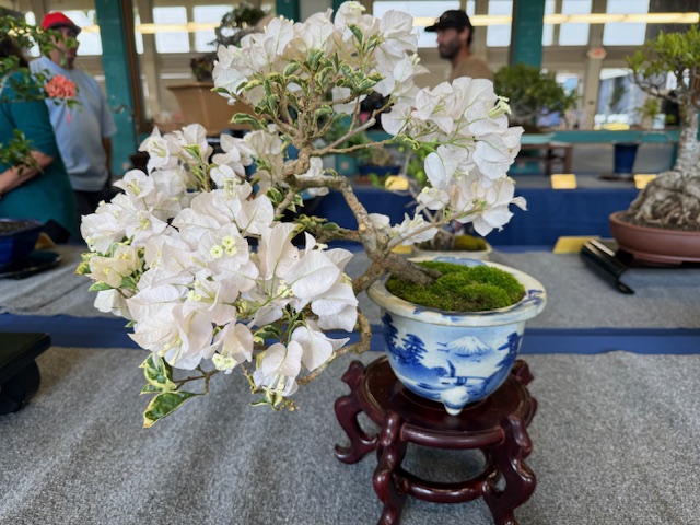 Bonsai in bloom photo