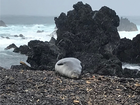 Hawaiian Monk Seal laying on the beach at Laupahoehoe Point Park