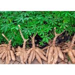 cassava plant
