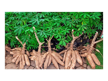 cassava plant