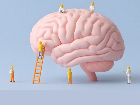 Brain