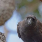 Alala, the Hawaiian crow