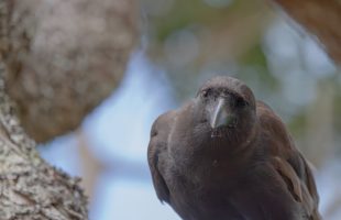 Alala, the Hawaiian crow