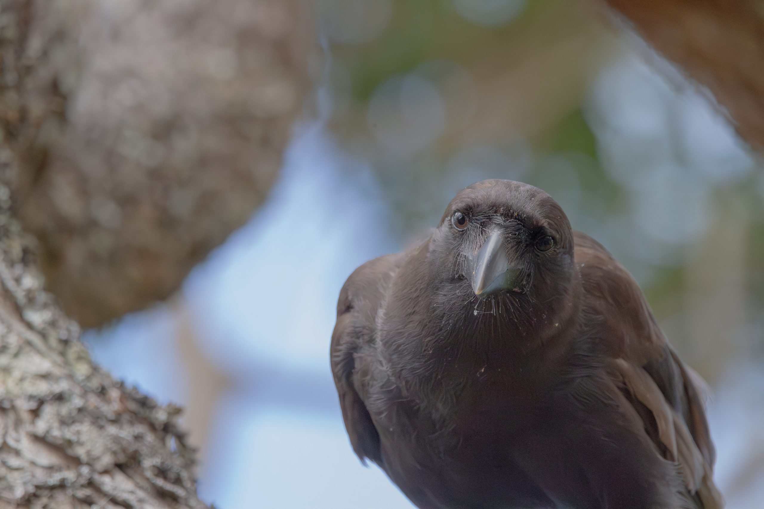 Alala, the Hawaiian crow