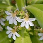 Image of naupaka flowers on their plant