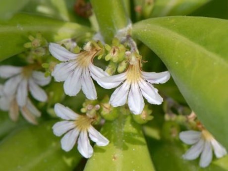 Image of naupaka flowers on their plant