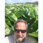 A man with sunglasses stands in a lush, green field of large leafy kalo under a clear blue sky.