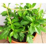 longevity spinach