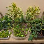 Picture of plants