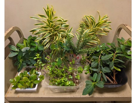 Picture of plants