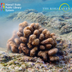 coral spawning picture