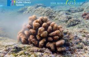 coral spawning picture