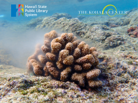 coral spawning picture