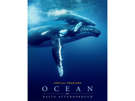 Two majestic whales swim gracefully underwater against a deep blue background. Text reads "Special Premiere: Ocean with David Attenborough."