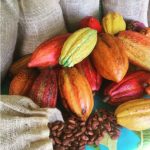 whole cacao pods and beans