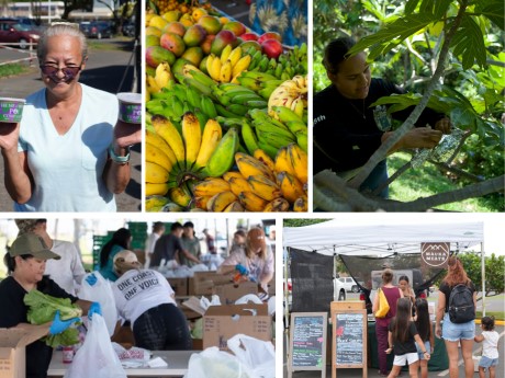 Pictures of ʻElepaio at farmerʻs markets and with people holding food like bananas and poi. A man is looking at a papaya tree's branches.
