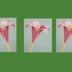 pink origami flowers on green background
