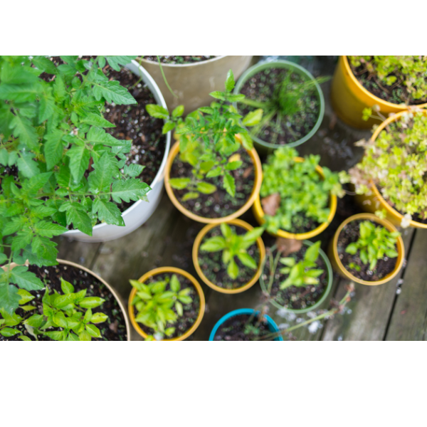Container Plants