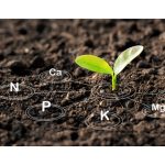 soil health gardening environment