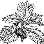 breadfruit tree with two fruits