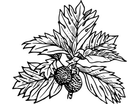 breadfruit tree with two fruits