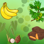 Banana, breadfruit, taro, sweet potato