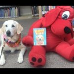 a therapy dog next to a stuffed Clifford the Red Dog with a book