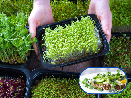 Growing microgreens