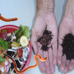 a bowl of green waste, next to two hands, 1 hand has worms in it ,the other hand has vermicast (worm poop in it)