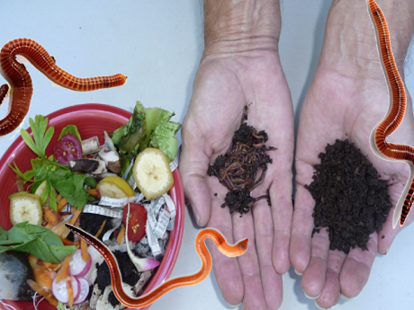 a bowl of green waste, next to two hands, 1 hand has worms in it ,the other hand has vermicast (worm poop in it)