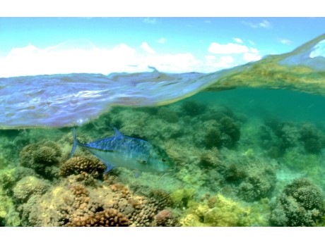 picture of a reef in the NW Hawaiian Islands