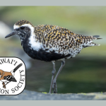 Kōlea, Pacific Golden Plover